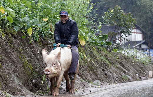 Farmer rides his pig to market after illness left him too sick to walk